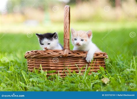 Dois Gatos Pequenos Na Cesta Ao Ar Livre Foto De Stock Imagem De