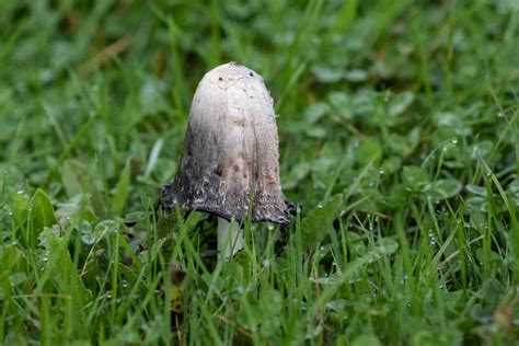 Species Of Mushrooms In Maine Pictures Wildlife Informer