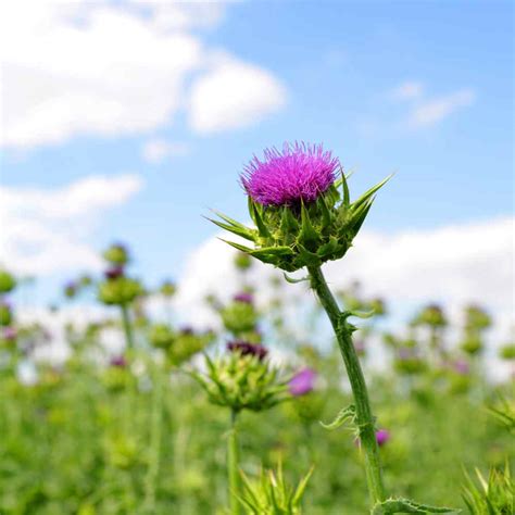 Milk Thistle Seeds - St Mary's Thistle Herb Seed