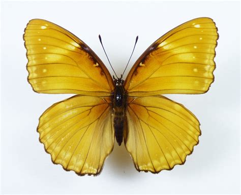 Hypolimnas bolina ssp. pallescens female - AUREUS butterflies & insects