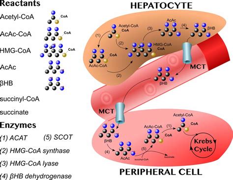 Acetyl Coenzyme A