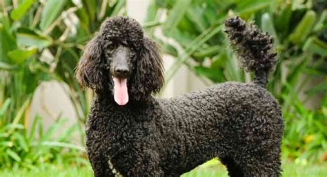 Standard Poodle Information - A Complete Guide To An Intelligent Dog