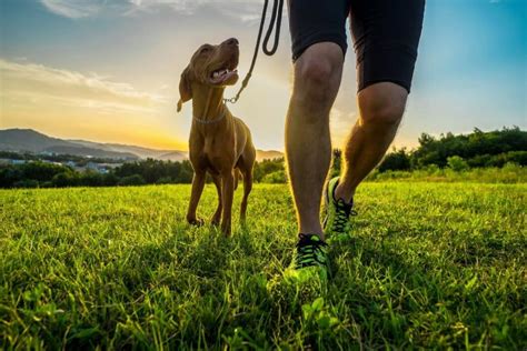 Id Es Originales Pour Une Promenade Avec Votre Chien