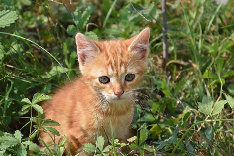 42 Gambar Kucing Lucu Warna Kuning Terkeren Mymeku