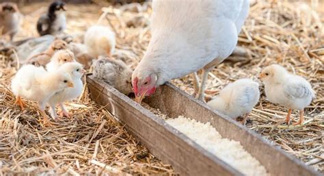 Can Chickens Eat Quinoa Nutrition Benefits Feeding Tips