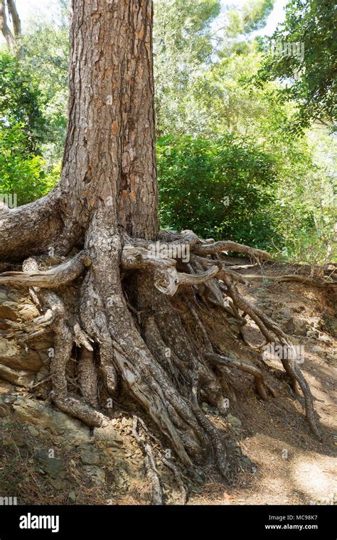 Crooked Roots Hi Res Stock Photography And Images Alamy