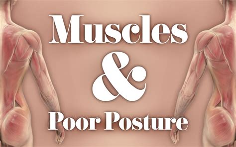 Muscles And Poor Posture Your Body Posture