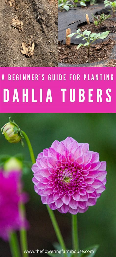 How To Plant Dahlia Tubers The Flowering Farmhouse