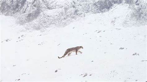 Marie Amiguet et Vincent Munier sur les traces de la panthère des neiges