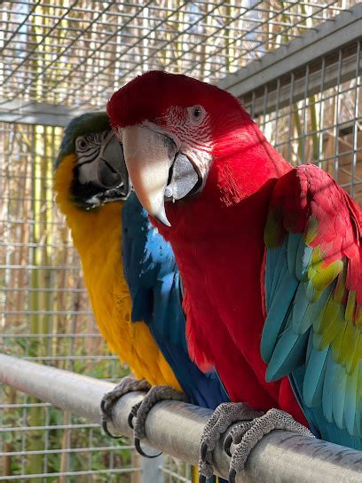 Mejores Residencias Caninas En Torroella De Fluvi Zonacachorros