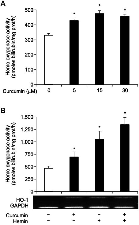 Heme Oxygenase Activity And HO 1 MRNA Expression In Cells Exposed To