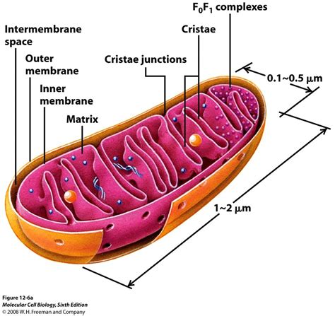 Diagramma Mitochondria Quizlet