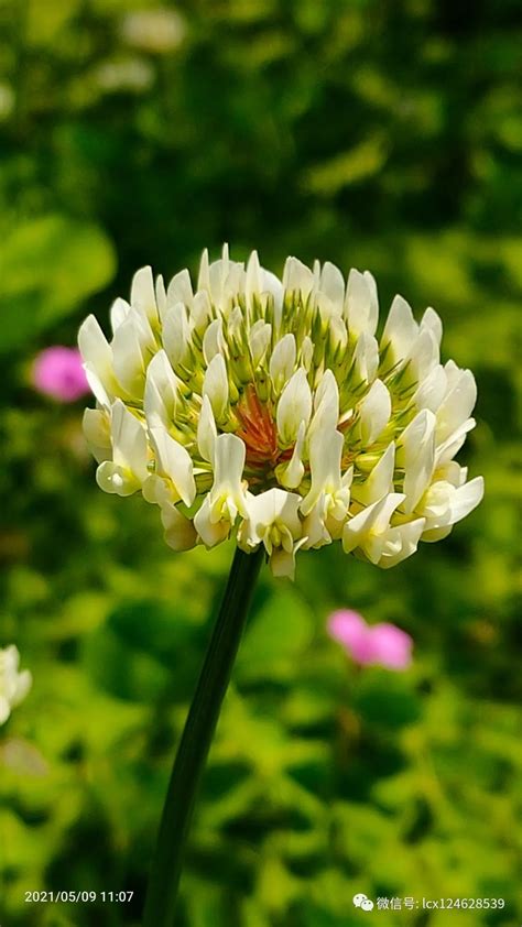 Trifolium Repens