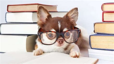 10 Captiving Facts About Chihuahuas That Will Amaze You - FurBallFun
