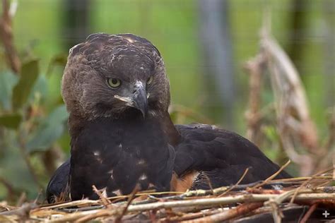 Crowned Eagle | San Diego Zoo Animals & Plants