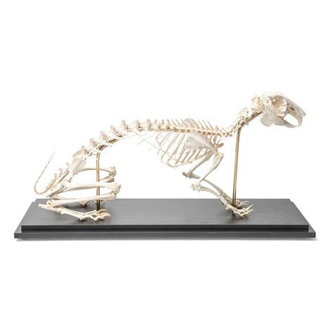 3B Scientific - Buy Real Duck Skeleton - Free Shipping