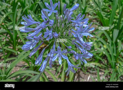 Lily of the Nile Stock Photo - Alamy