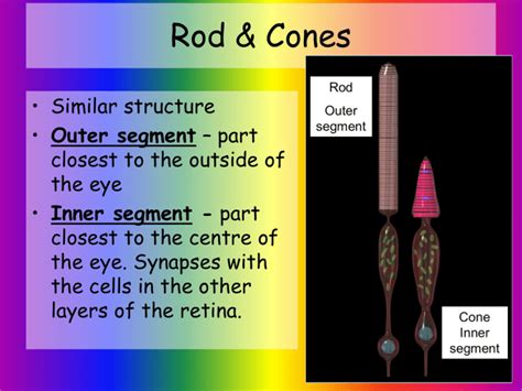 Rod & Cones - KingsfieldBiology