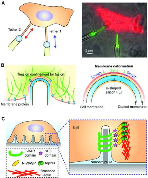 Localized Membrane Tension And Induced Membrane Curvature A The