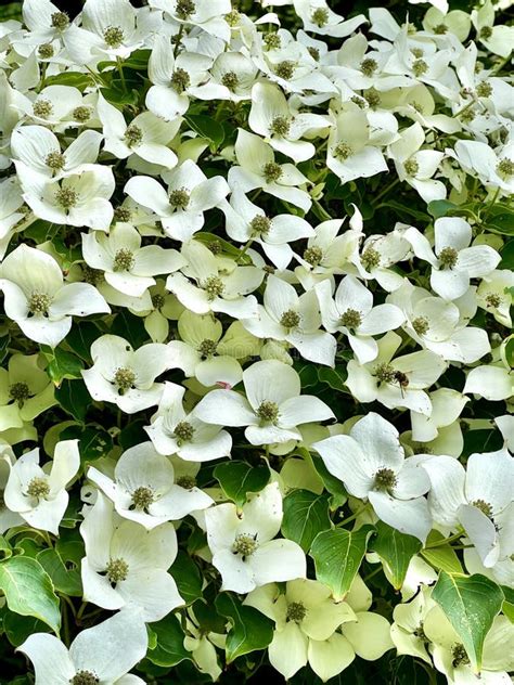 Dogwood Tree In Bloom In Close Up Stock Photo Image Of Japanese
