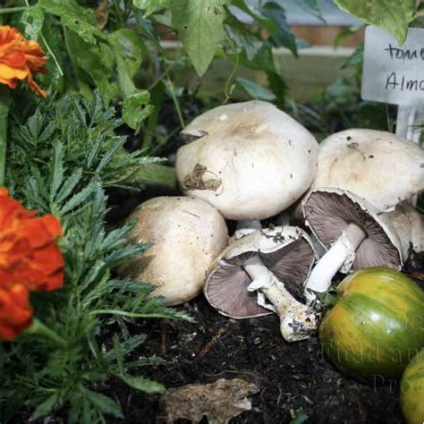 How To Grow Almond Agaricus Mushrooms In Window Boxes