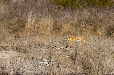 Wild Female Bengal Tiger Or Panthera Tigris Tigris On Prowl In