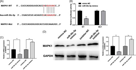 Mir 30c 5p Directly Targets Mapk1 To Regulate The Proliferation