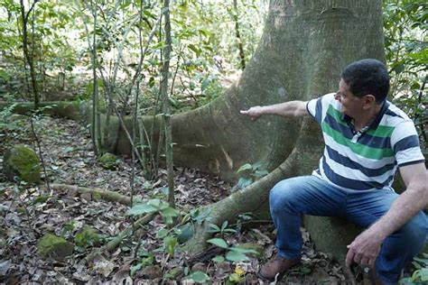 Conhe A A Figueira De Ra Zes Enormes Escondida Em Foz Do Igua U Veja O