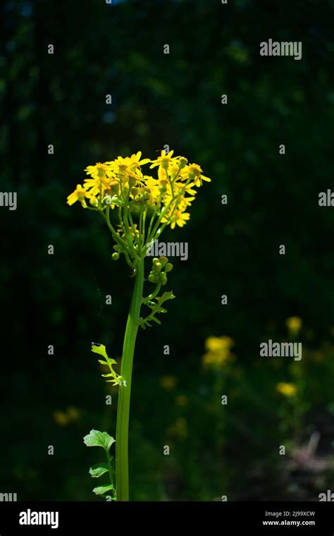 Butterweed Packera Glabella Plant With Yellow Flowers With Dark