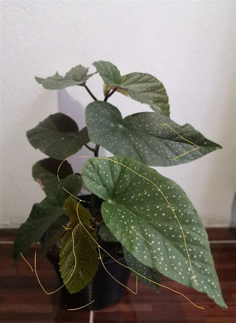 Begonia Maculata Raddi