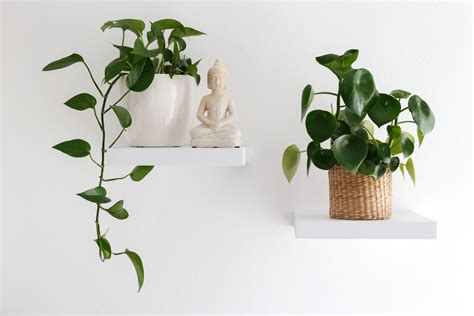 13 Plantas Colgantes De Interior Para Decorar Tu Hogar Mejor Con Salud