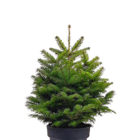 Nordman Fir Christmas Tree