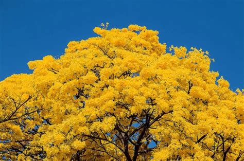 Bonsai Guayacan Cuidados Y Características Bonsaisonline