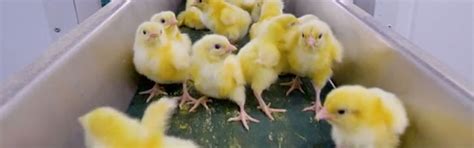 The Reality Of Egg Production Chick Shredding Animals Australia