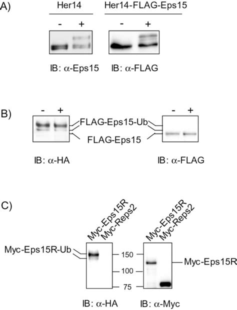 A Ubiquitin Interacting Motif UIM Is Essential For Eps15 And Eps15R