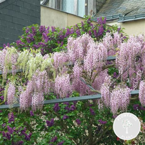 Wisteria Floribunda Rosea Glycine Plante Grimpante Facile D