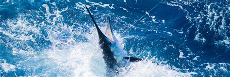 Fishing Tournaments In Los Cabos Mexico 2023 Cabo Events