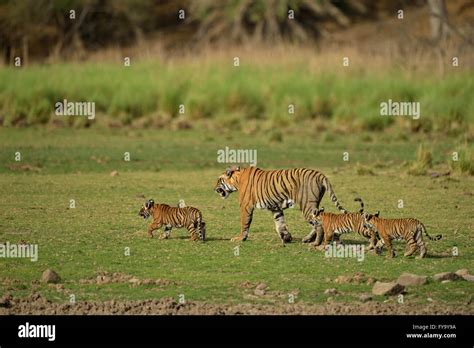 Bengal Tigers Panthera Tigris Tigris Female With Three Cubs In A Dry