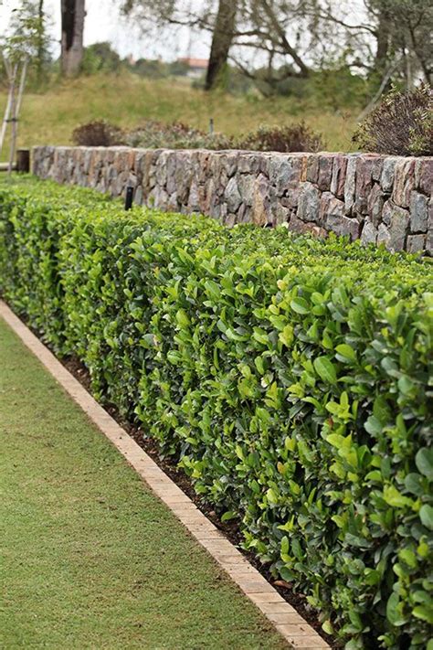 A Row Of Hedges In Front Of A Stone Wall