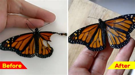 Woman Performs Surgery On A Butterfly With A Broken Wing, Restores Our ...