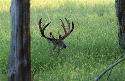 High Fence Deer Hunting – Finding the Best of All Worlds - Oak Creek ...