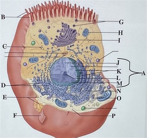 Anatomy Final Review Flashcards Quizlet