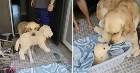 Il Golden Retriever Portava Sempre Con S Il Suo Amato Cane Di Pezza