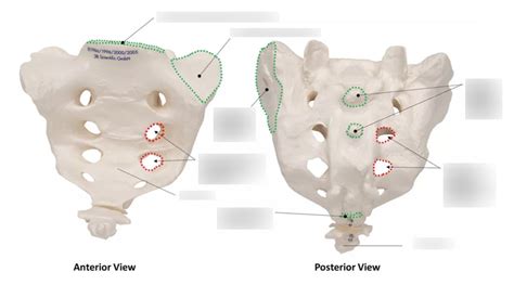 Sacrum Landmarks Human A P Diagram Quizlet