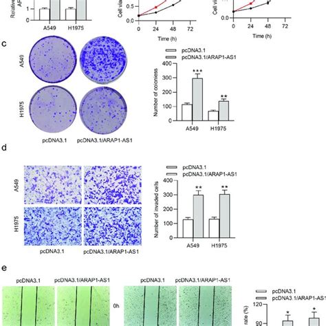 ARAP1 AS1 Negatively Modulates ARAP1 Expression A Subcellular