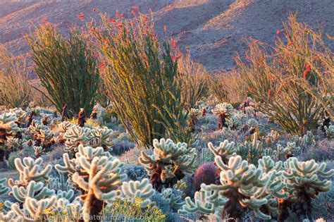 Cactus Wildflowers | Anza Borrego Desert State Park, California ...