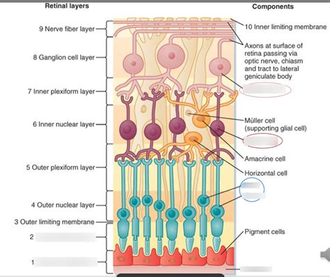 Layers Of Retina Diagram Quizlet