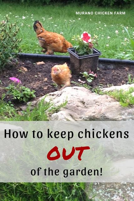 How To Keep Chickens Out Of The Garden Artofit