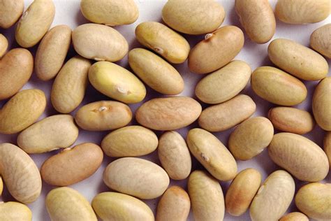 Canary Beans Peruvian Beans Aka Mayocoba Beans Peruano Beans 100