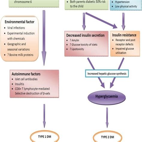 A Schematic Diagram Representing Pathophysiology Of Type 1 Diabetes 10